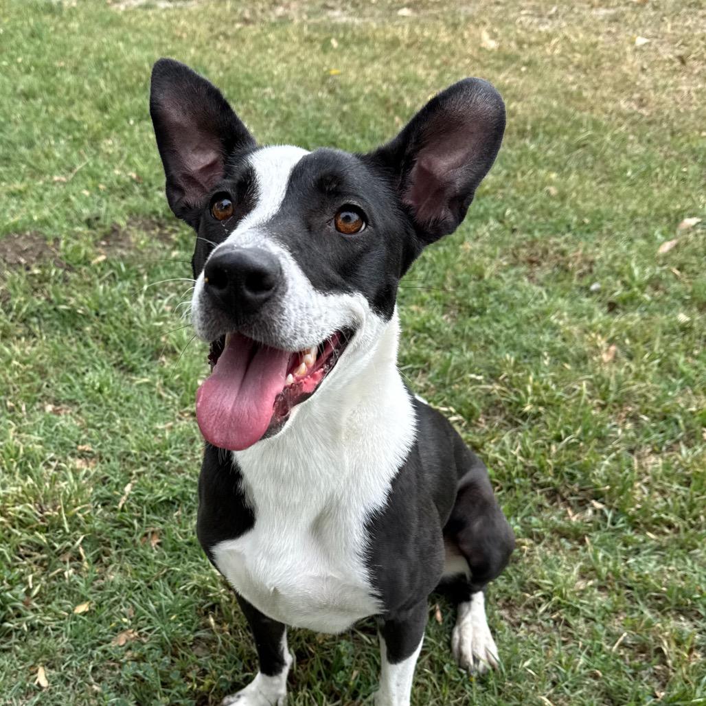 Penny, Adoptable, Adult Female Border Collie.