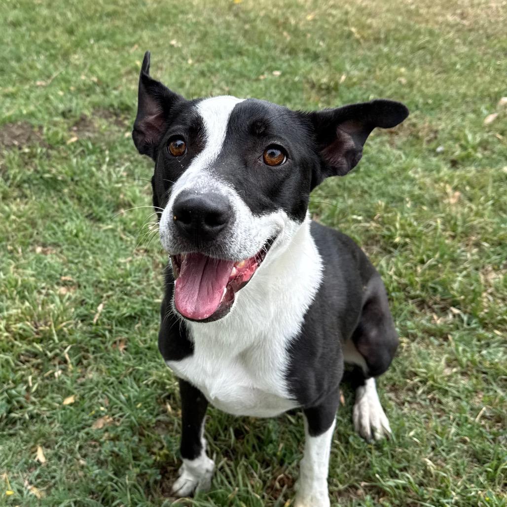Enlarge Penny, a Adoptable mixed breed in San Jacinto, CA image 2/6