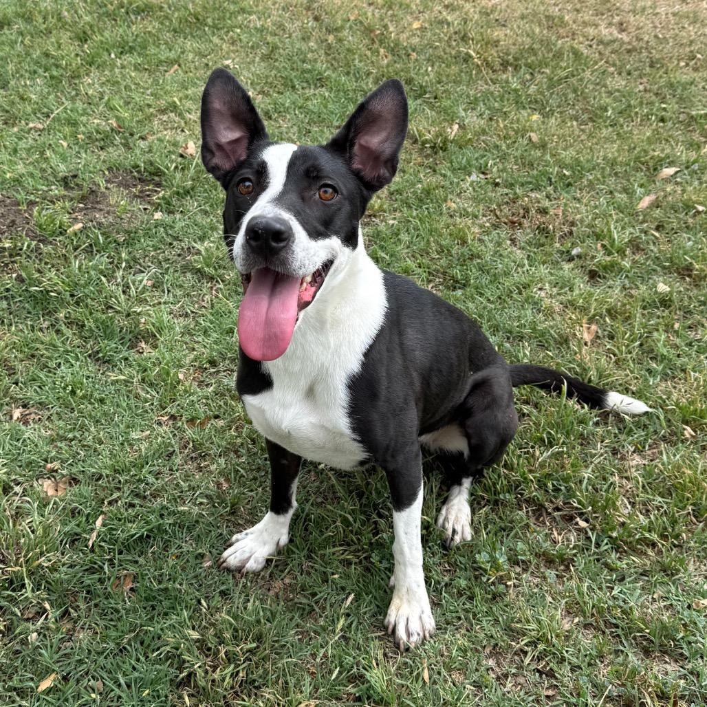 Enlarge Penny, a Adoptable mixed breed in San Jacinto, CA image 3/6