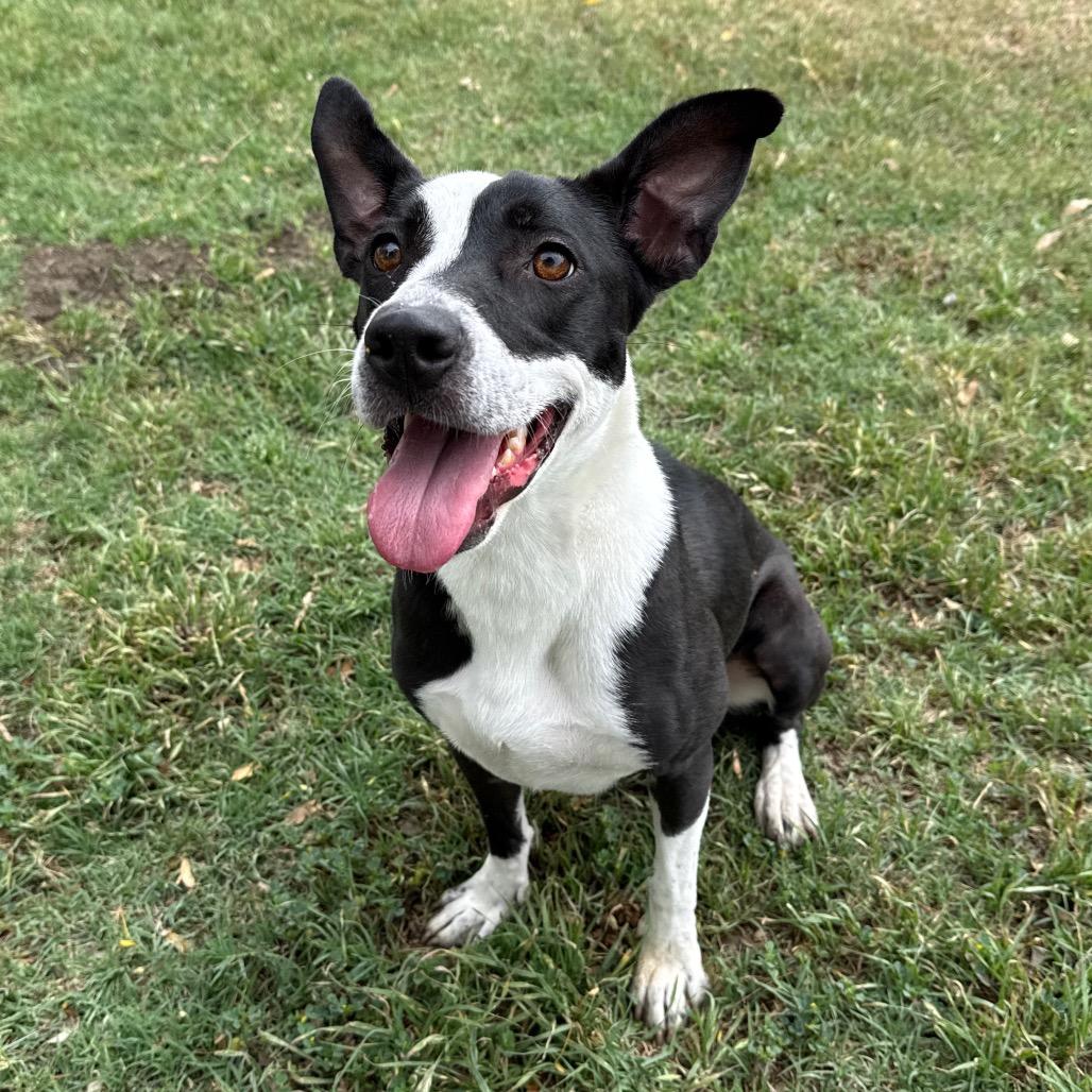 Enlarge Penny, a Adoptable mixed breed in San Jacinto, CA image 3/6