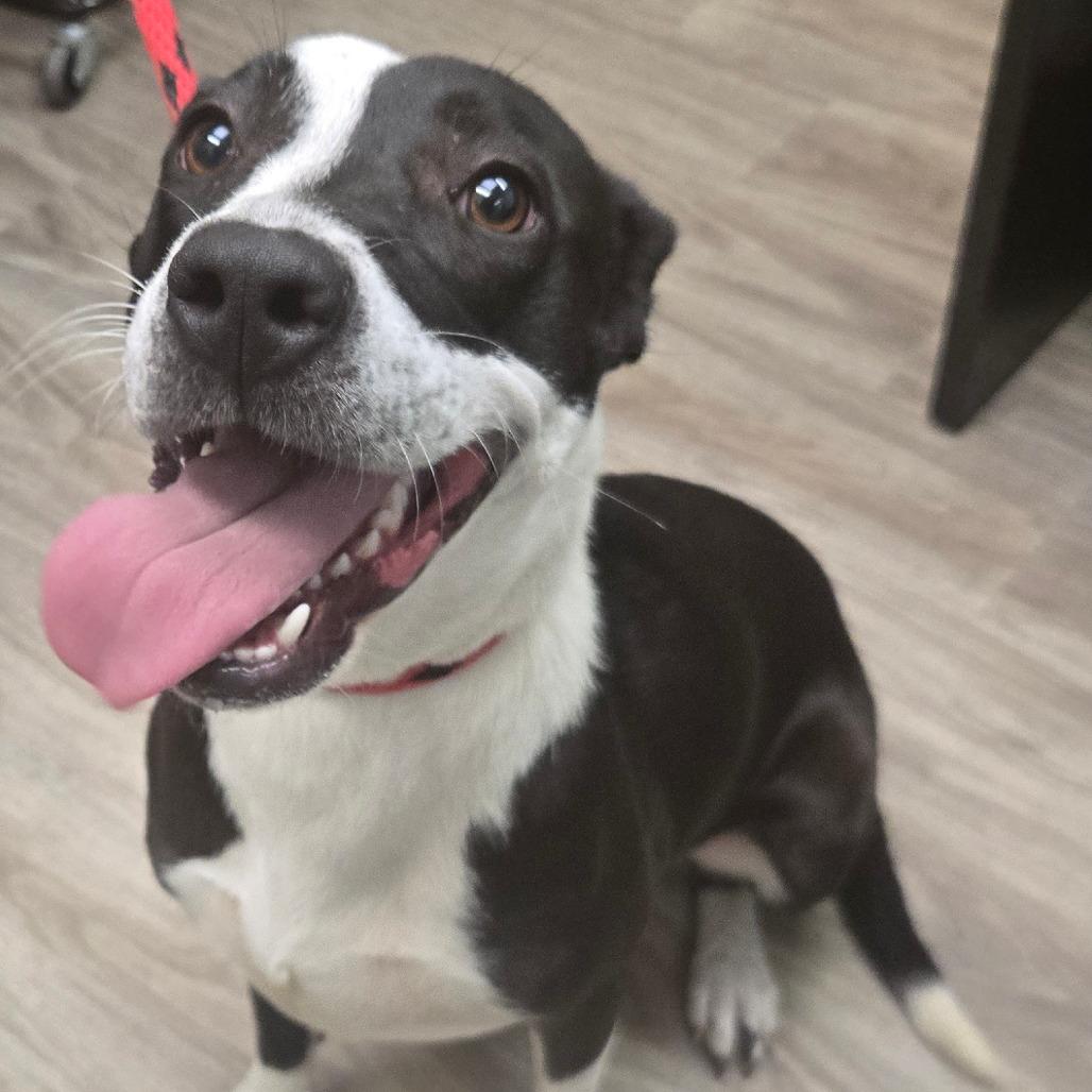 Enlarge Penny, a Adoptable mixed breed in San Jacinto, CA image 3/6