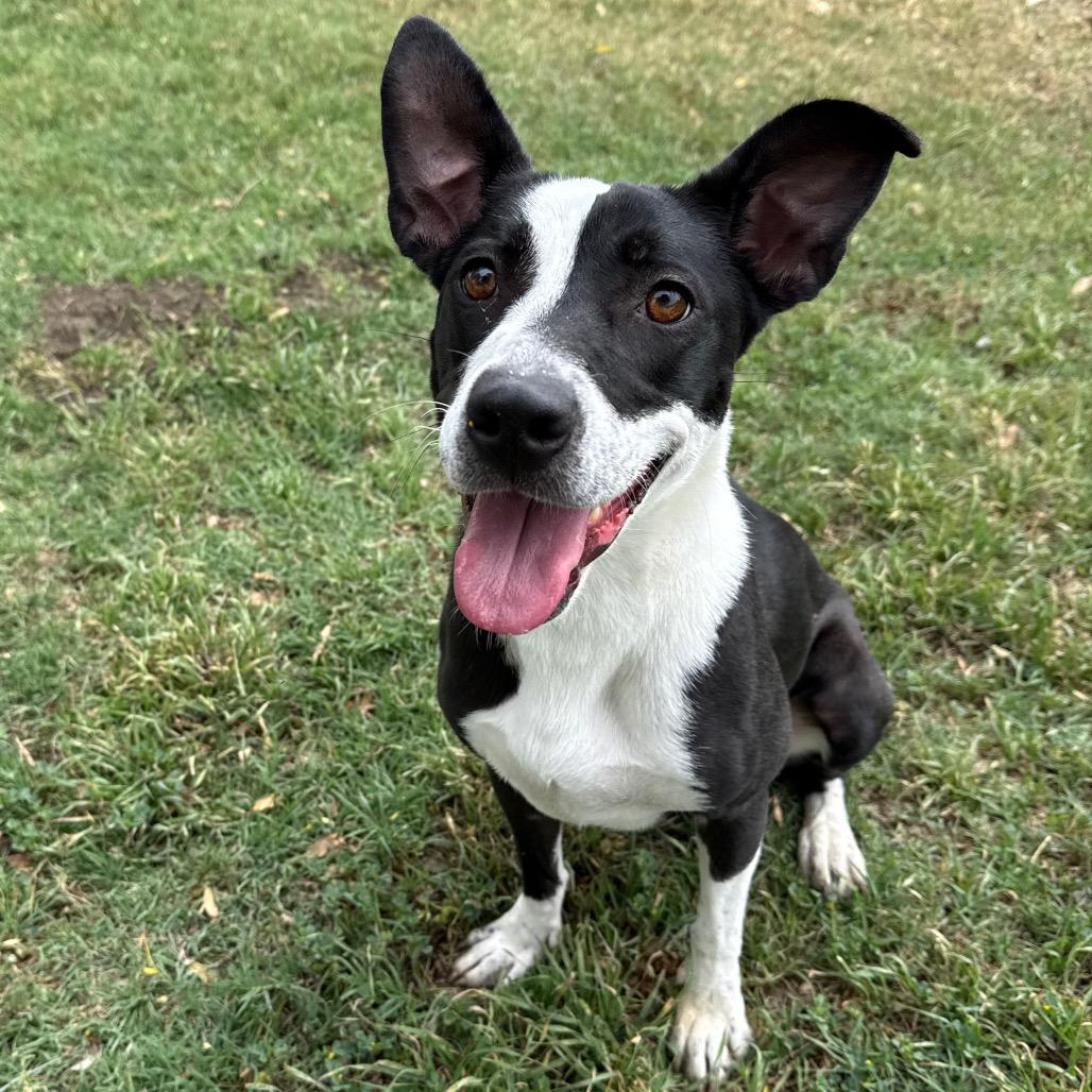 Enlarge Penny, a Adoptable mixed breed in San Jacinto, CA image 5/6