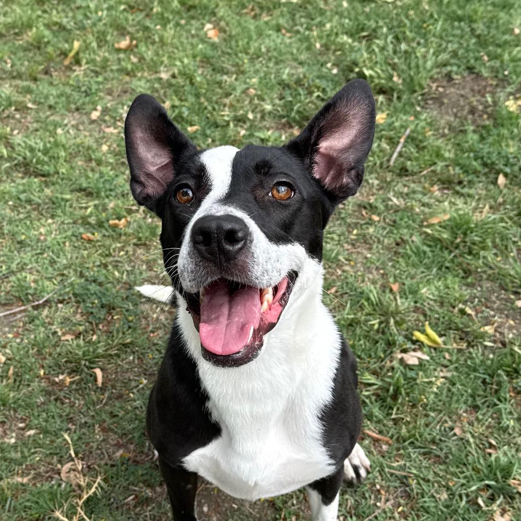 Enlarge Penny, a Adoptable mixed breed in San Jacinto, CA image 5/6