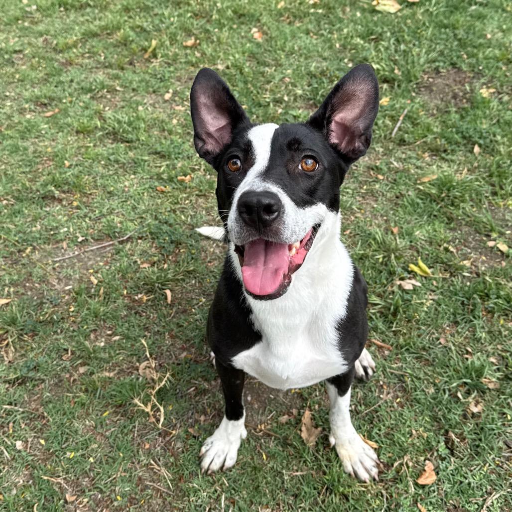 Enlarge Penny, a Adoptable mixed breed in San Jacinto, CA image 6/6