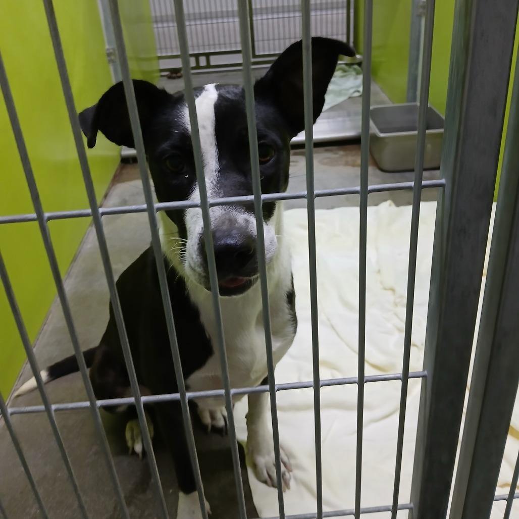 Enlarge Penny, a Adoptable mixed breed in San Jacinto, CA image 4/6