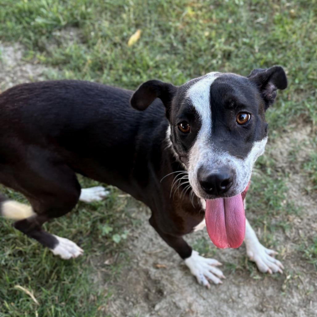 Enlarge Penny, a Adoptable mixed breed in San Jacinto, CA image 5/6