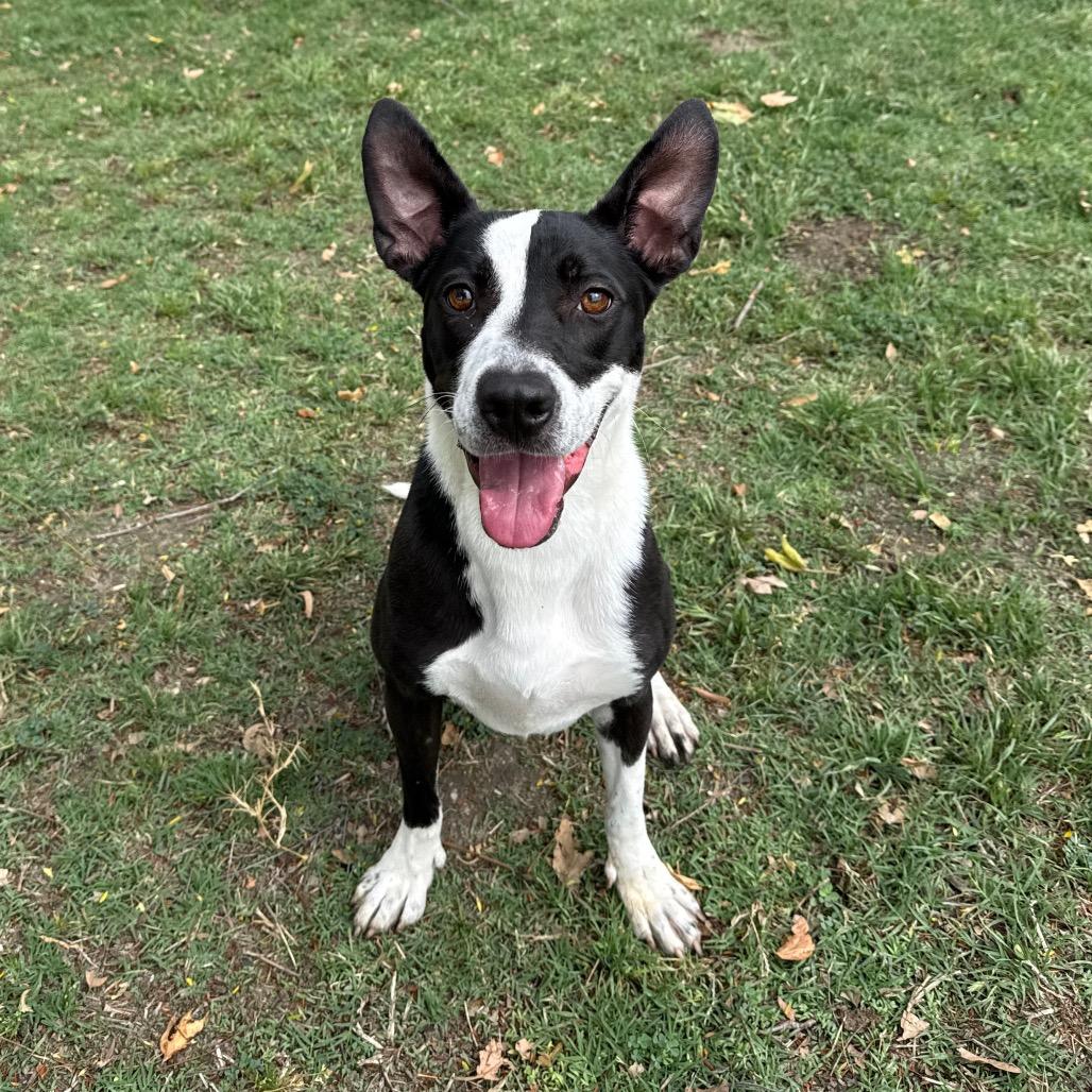 Enlarge Penny, a Adoptable mixed breed in San Jacinto, CA image 6/6