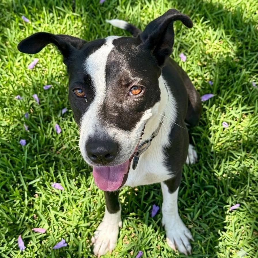 Penny, a Adoptable mixed breed in San Jacinto, CA image 6/6