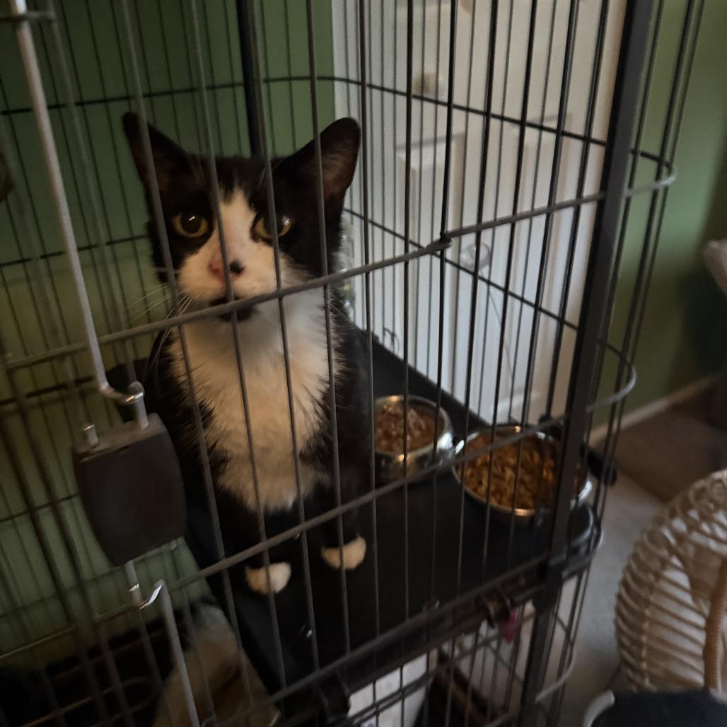 Lacey, a Adoptable Domestic Short Hair in Downers Grove, IL image 1/4