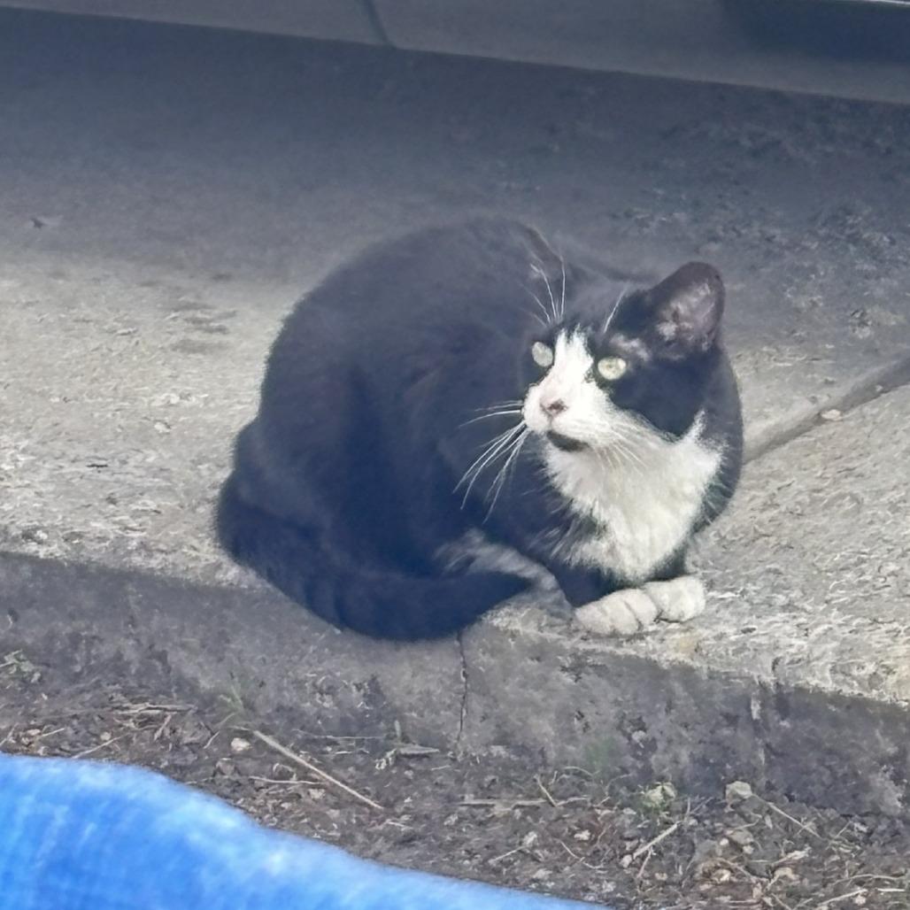 Lacey, a Adoptable Domestic Short Hair in Downers Grove, IL image 2/4