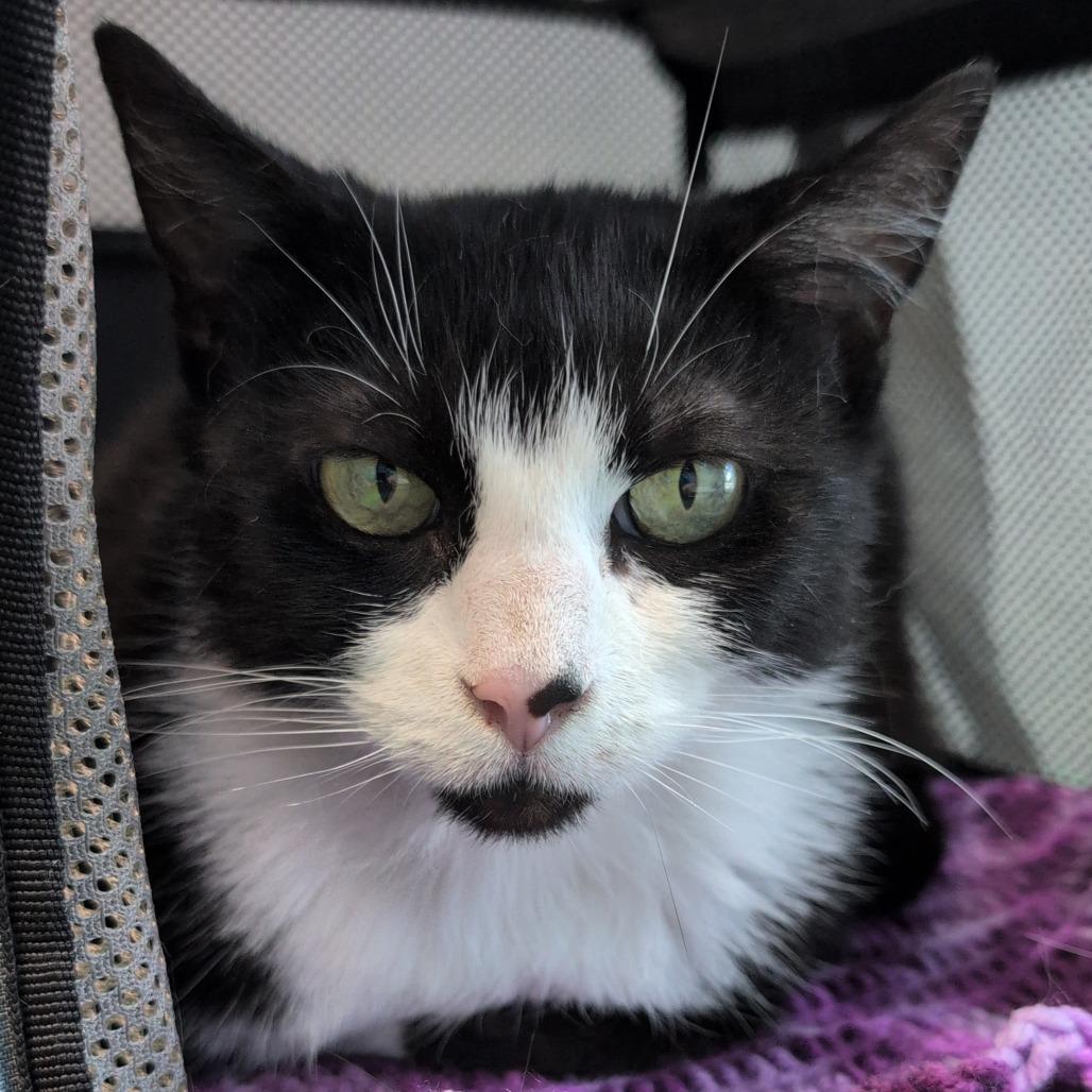 Lacey, a Adoptable Domestic Short Hair in Downers Grove, IL image 3/4