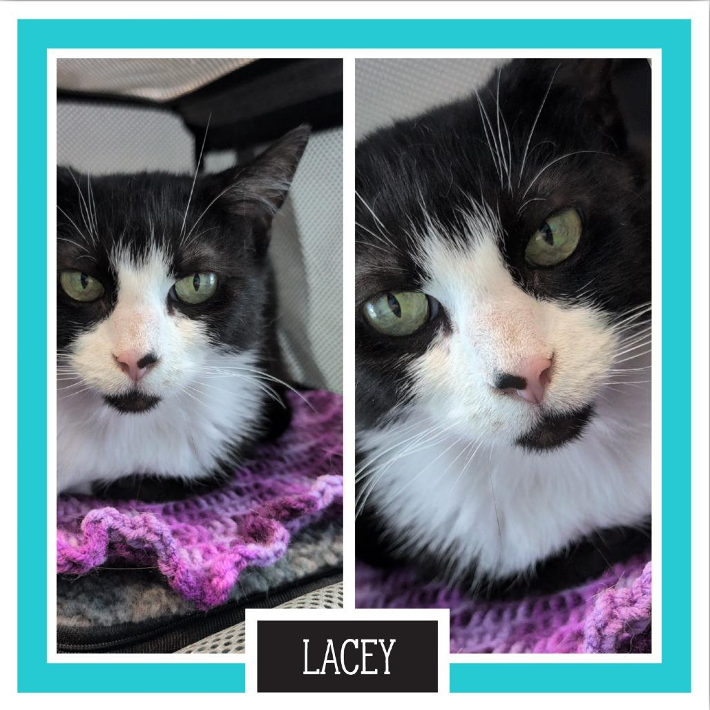 Lacey, a Adoptable Domestic Short Hair in Downers Grove, IL image 4/4