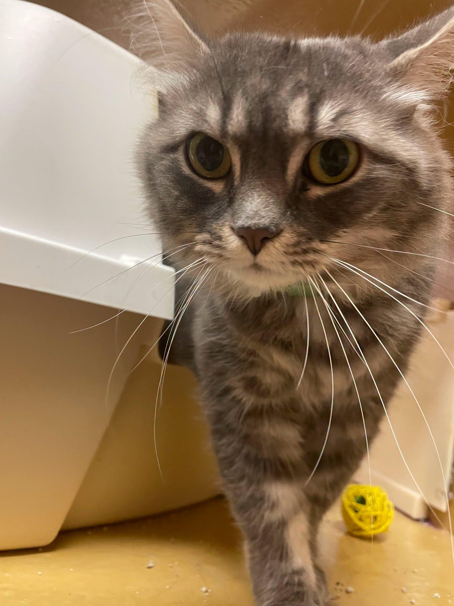 Root Beer, ADOPTABLE, Adult Female Domestic Medium Hair.