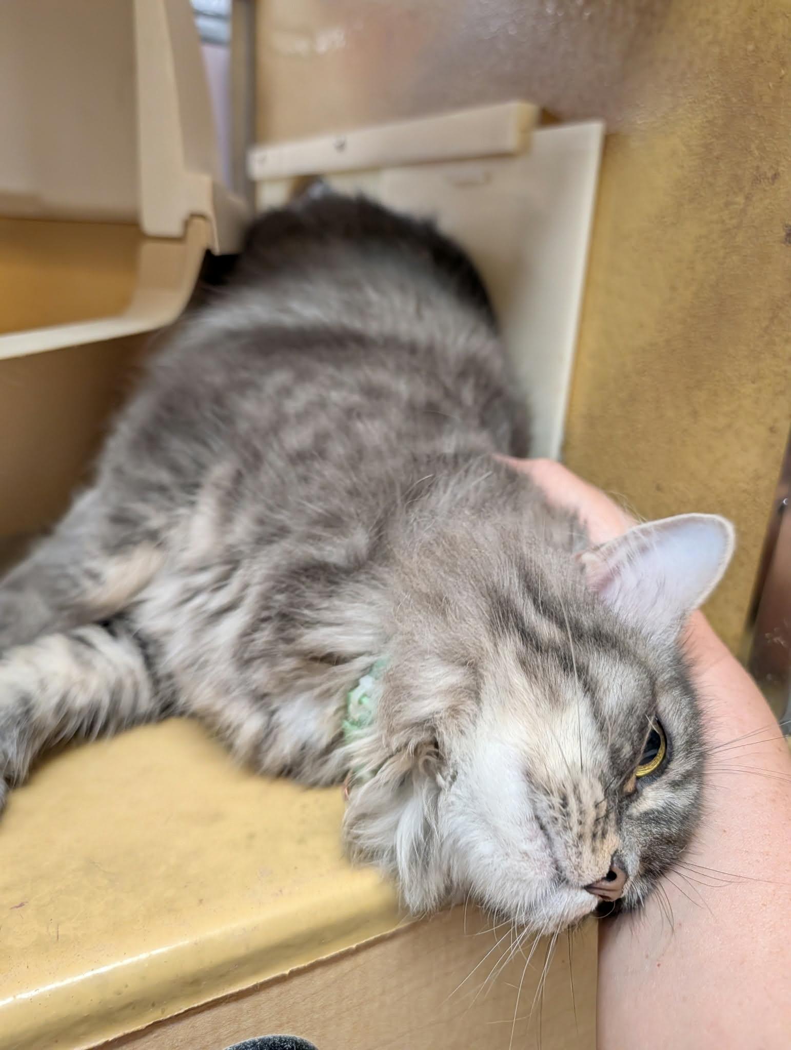 Enlarge Root Beer, a ADOPTABLE Domestic Medium Hair in Speedway, IN image 2/3