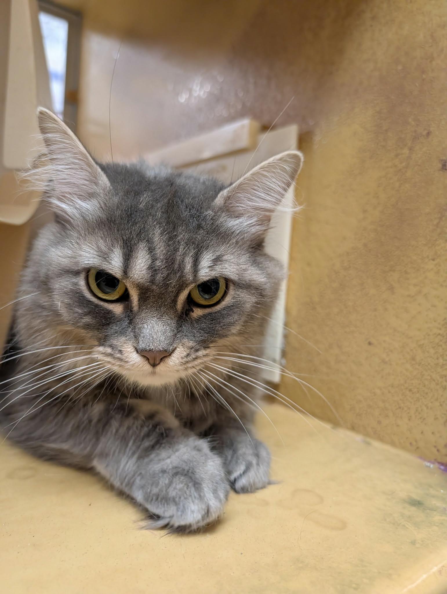 Enlarge Root Beer, a ADOPTABLE Domestic Medium Hair in Speedway, IN image 3/3