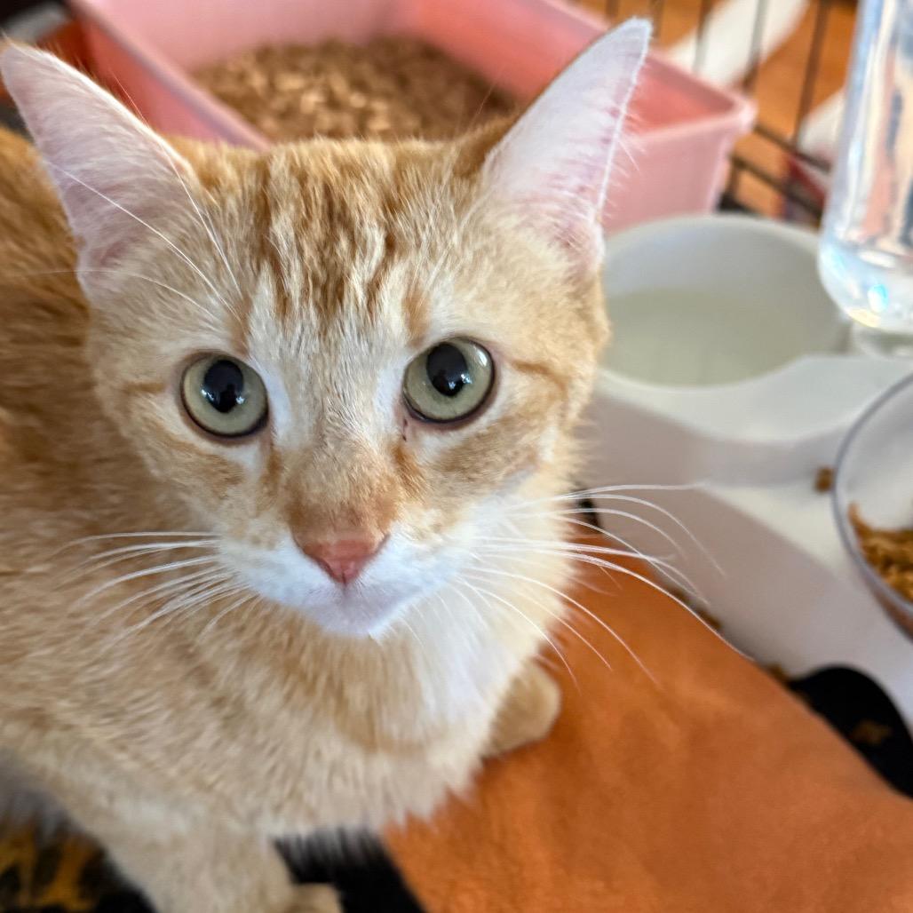 Enlarge Alice, a Adoptable Domestic Short Hair in Yucaipa, CA image 1/1