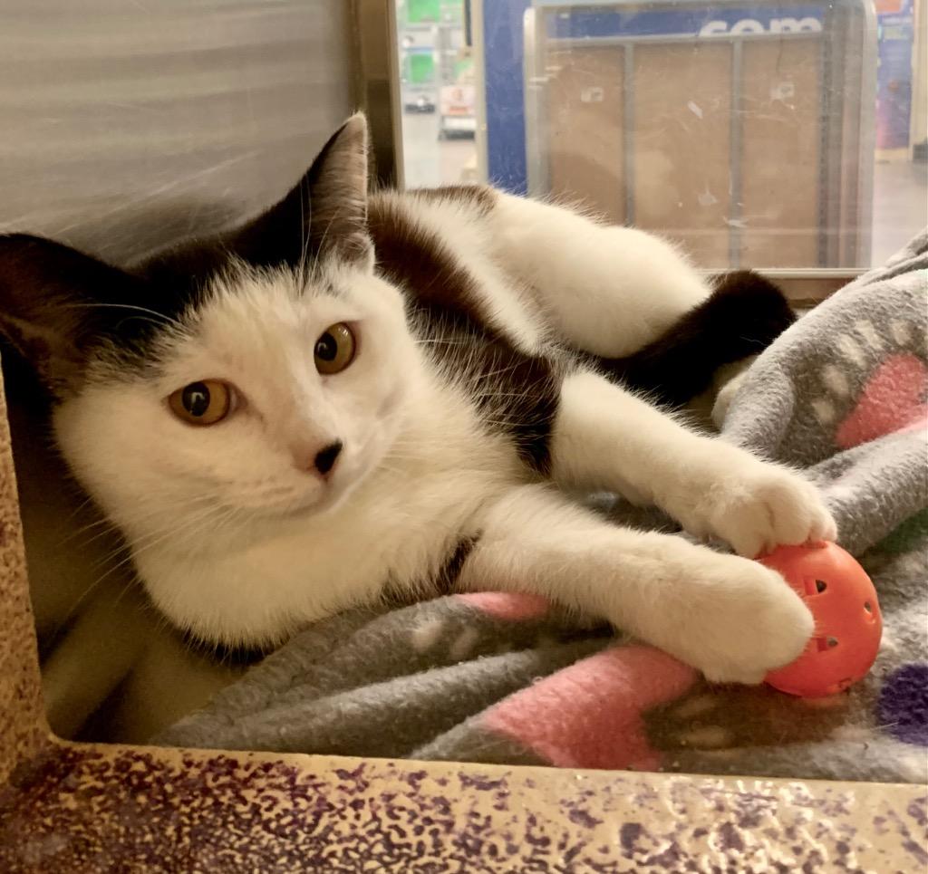 Valentina, Adoptable, Young Female Domestic Short Hair.