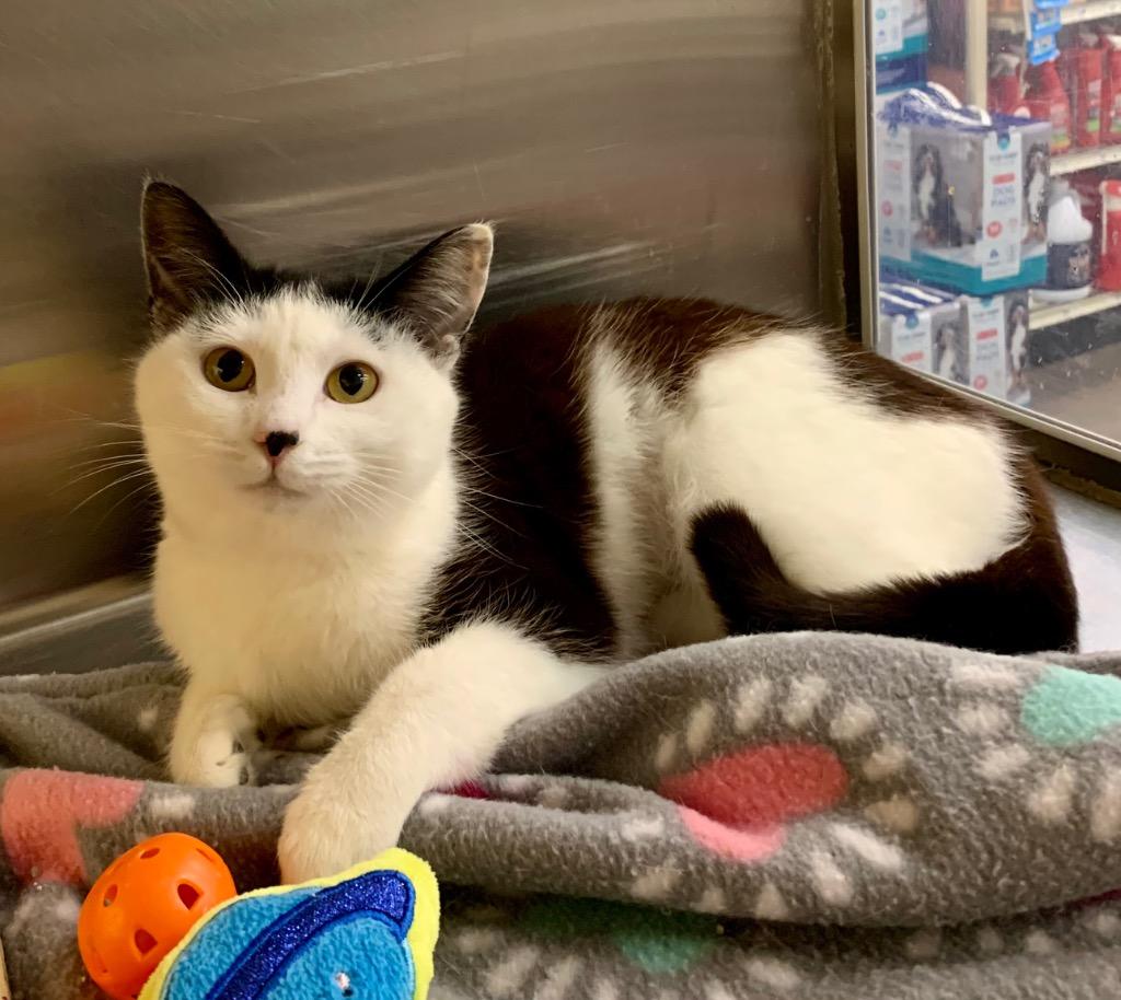 Enlarge Valentina, a Adoptable mixed breed in Cumming, GA image 2/4