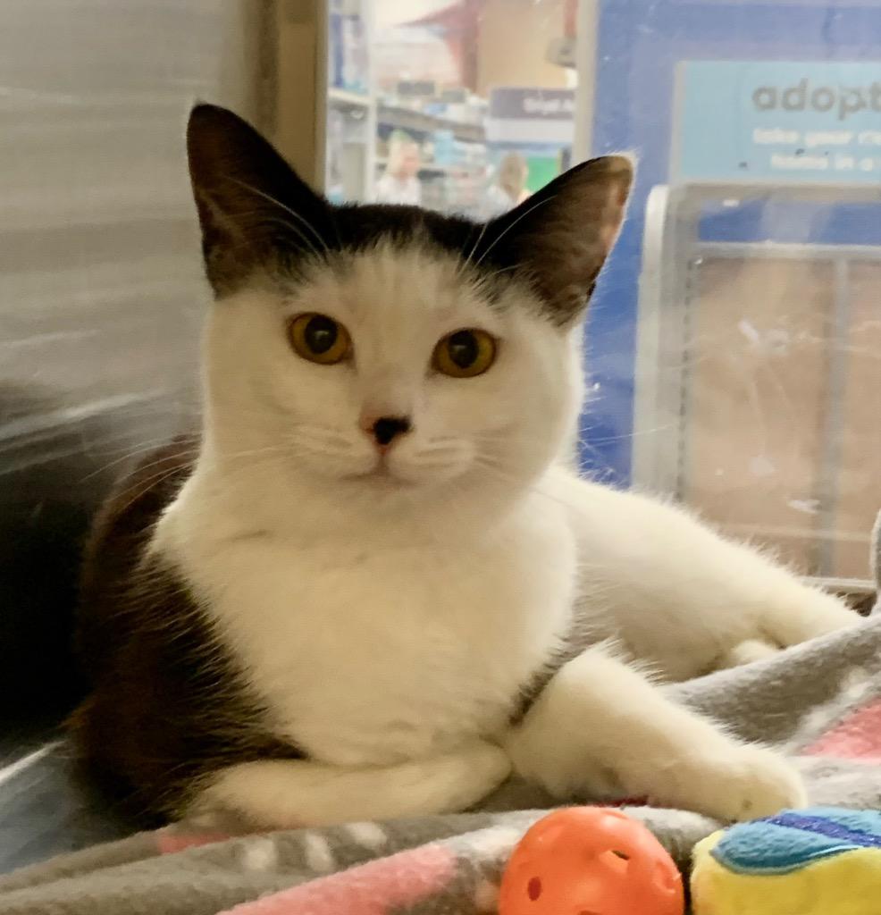 Enlarge Valentina, a Adoptable mixed breed in Cumming, GA image 3/4