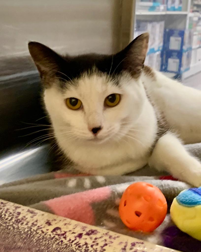 Enlarge Valentina, a Adoptable mixed breed in Cumming, GA image 4/4