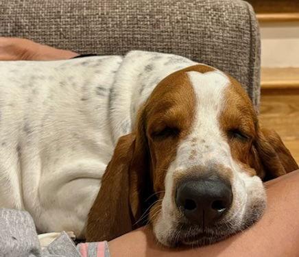Duke (Monterey), Adopted, Young Male Basset Hound.