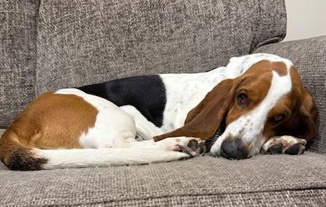 Enlarge Duke (Monterey), a Adopted Basset Hound in Petaluma, CA image 2/3