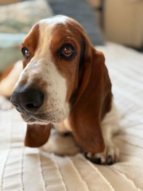 Enlarge Duke (Monterey), a Adopted Basset Hound in Petaluma, CA image 3/3