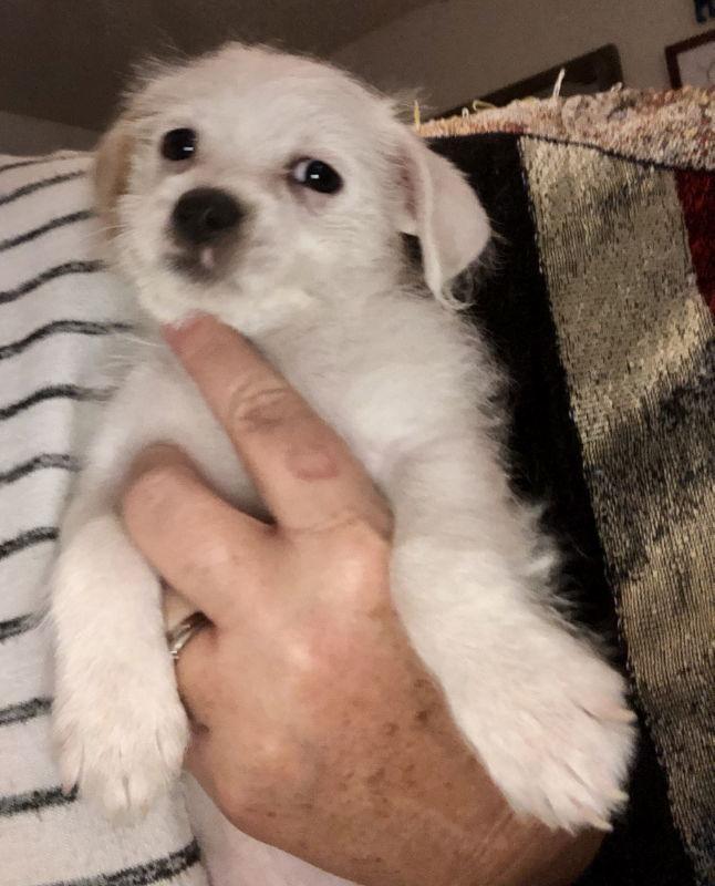 Scooby Doo (Ace), a Adopted Terrier in Mesa, AZ image 1/3