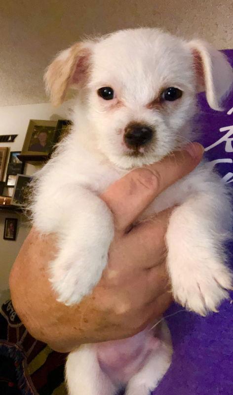 Scooby Doo (Ace), a Adopted Terrier in Mesa, AZ image 2/3