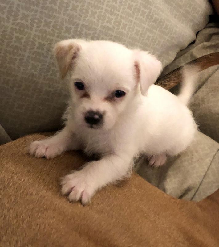 Scooby Doo (Ace), a Adopted Terrier in Mesa, AZ image 3/3