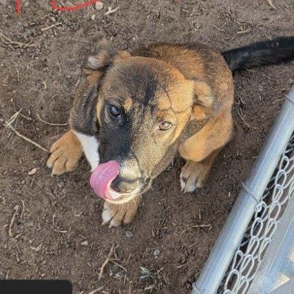 Enlarge Duke, a Adoptable Mixed Breed in Las Cruces, NM image 2/5
