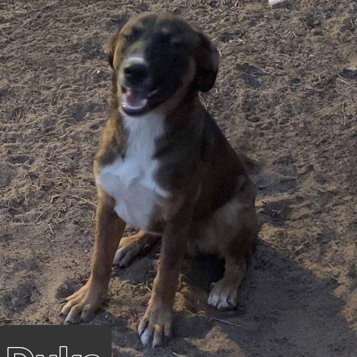 Enlarge Duke, a Adoptable Mixed Breed in Las Cruces, NM image 3/5