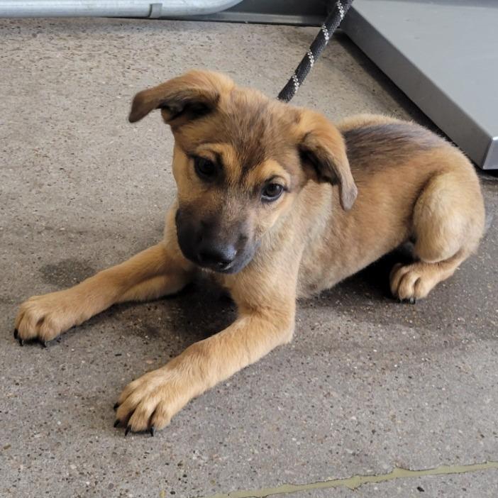 Enlarge Duke, a Adoptable Mixed Breed in Las Cruces, NM image 4/5