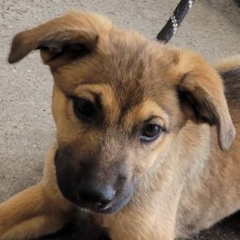 Enlarge Duke, a Adoptable Mixed Breed in Las Cruces, NM image 5/5