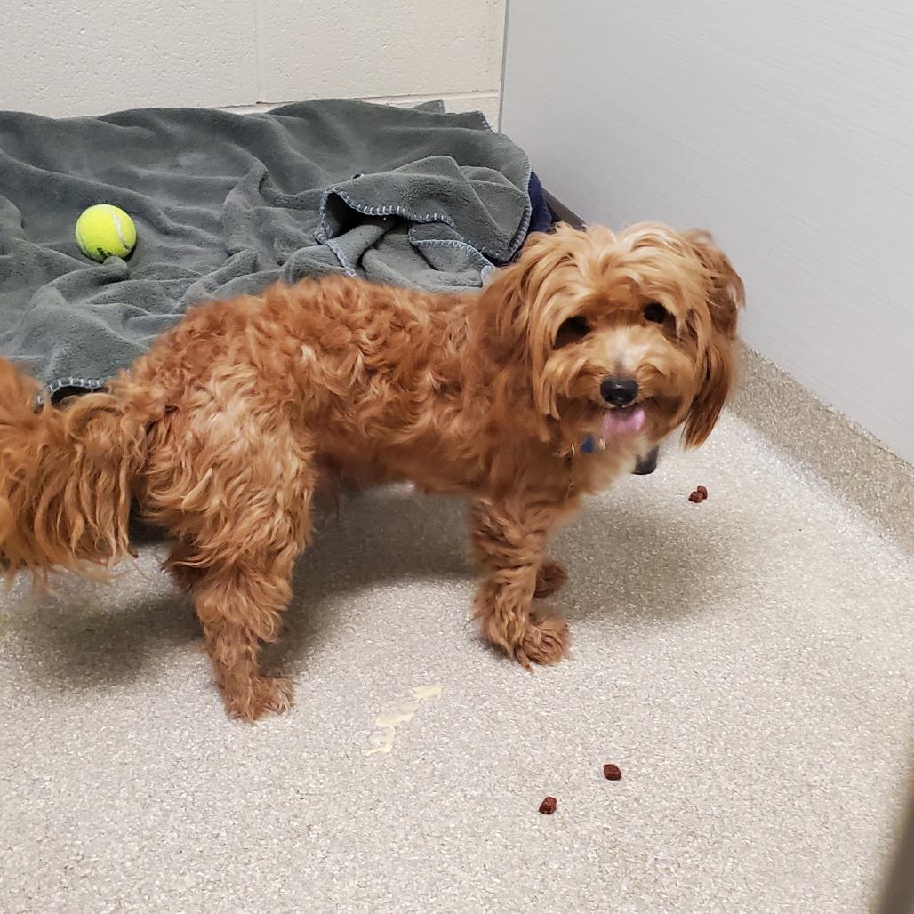 Zig Zag, Adoptable, Adult Male Wirehaired Terrier & Mixed Breed.