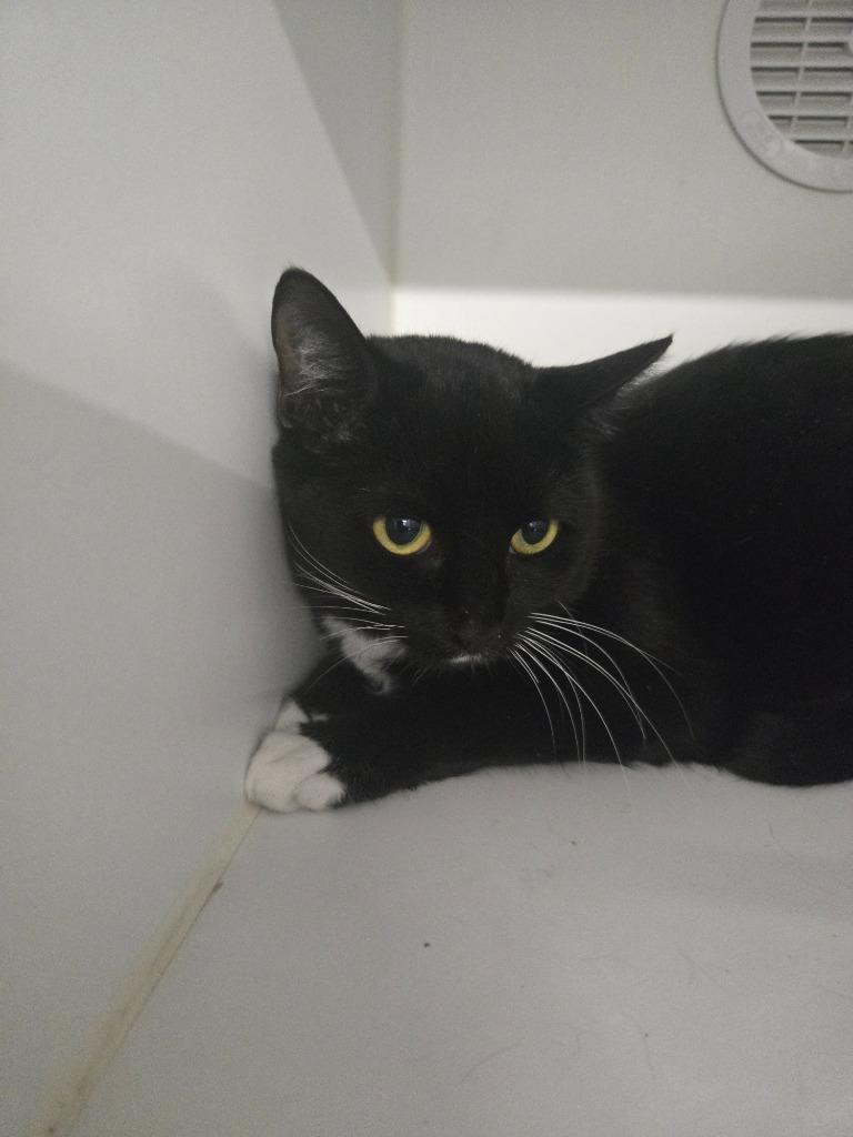 Ava Gardner, Adoptable, Young Female Domestic Short Hair.