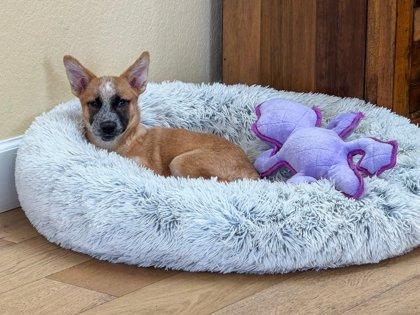 Elodie, Adoptable, Puppy Female Fox Terrier & Mixed Breed.