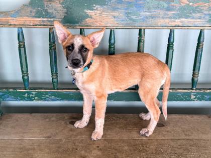 Elodie, a Adoptable mixed breed in San Antonio, TX image 2/3