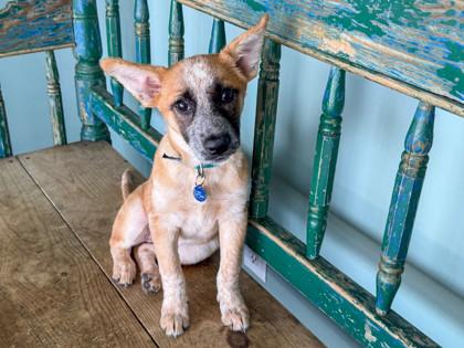 Elodie, a Adoptable mixed breed in San Antonio, TX image 3/3