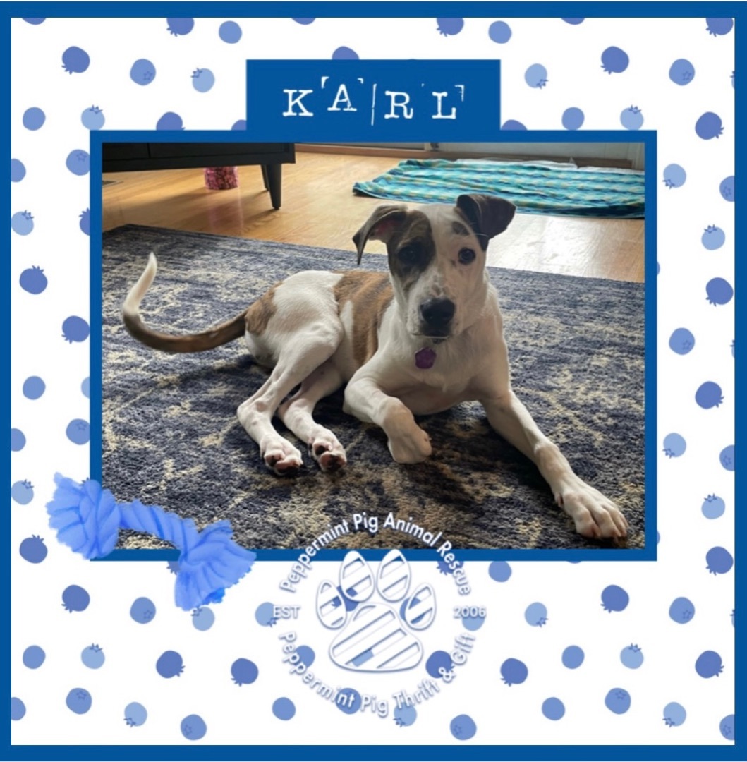 Karl, a Adoptable mixed breed in Cincinnati, OH image 1/8