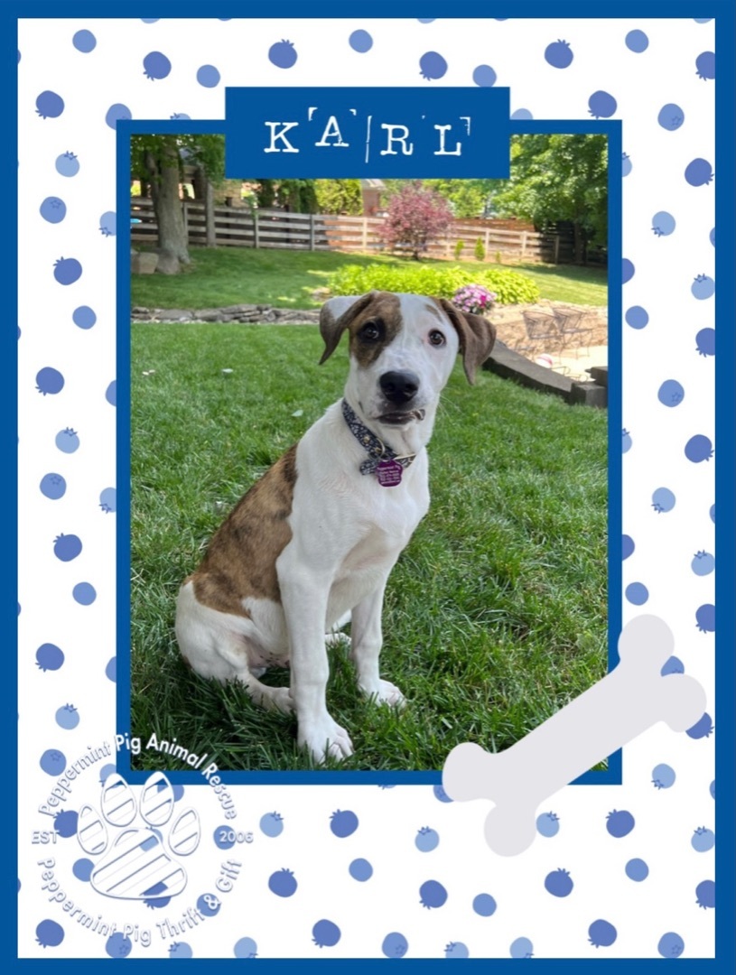 Karl, a Adoptable mixed breed in Cincinnati, OH image 2/8