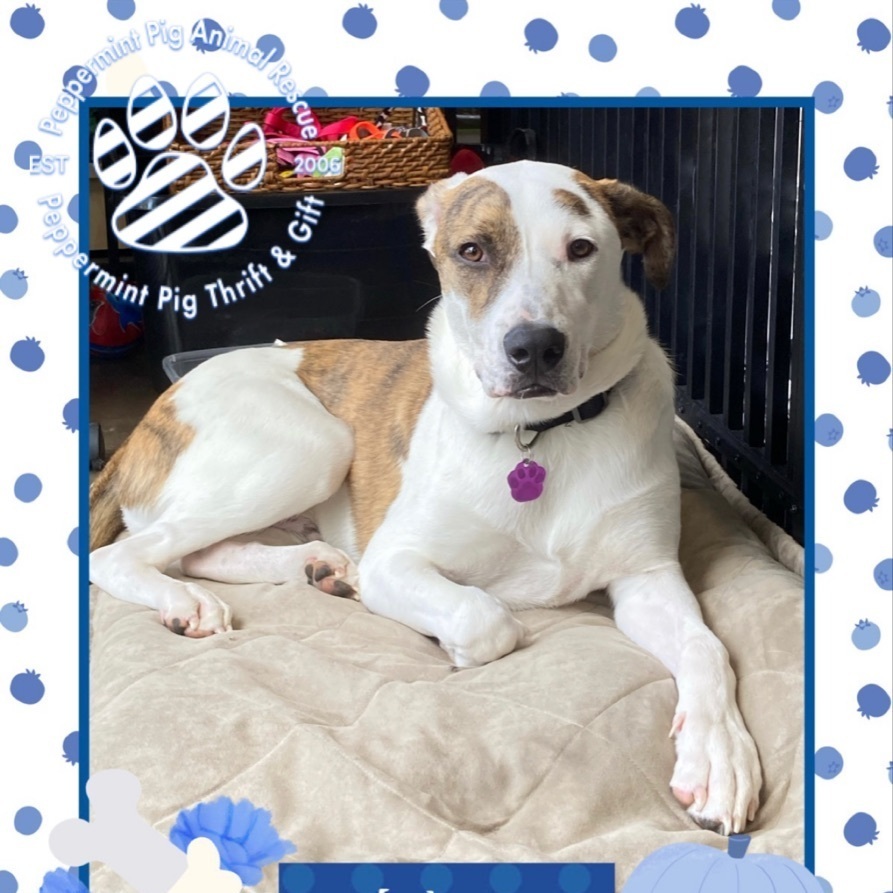 Karl, a Adoptable mixed breed in Cincinnati, OH image 3/8