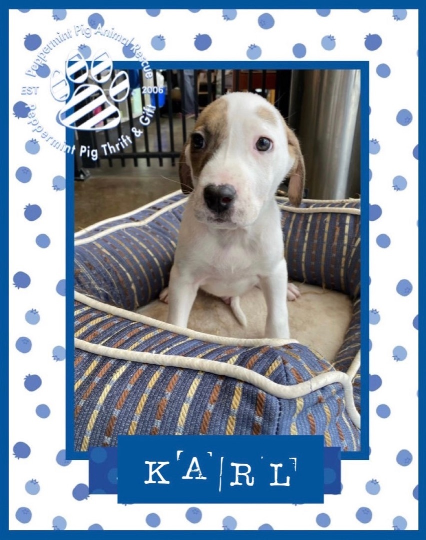 Karl, a Adoptable mixed breed in Cincinnati, OH image 4/8