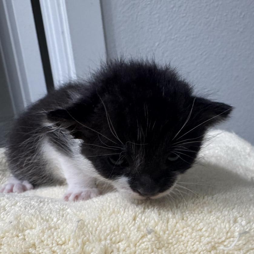 Enlarge Disco Turkey, a Adoptable Domestic Short Hair in Westminster, CA image 2/4