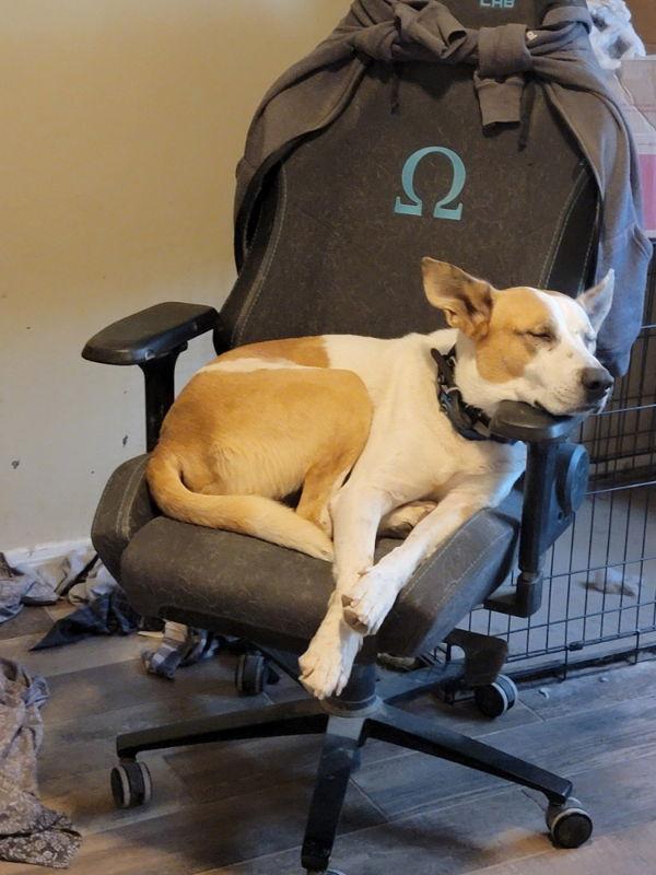 Trotter, Adoptable, Young Male Mixed Breed.