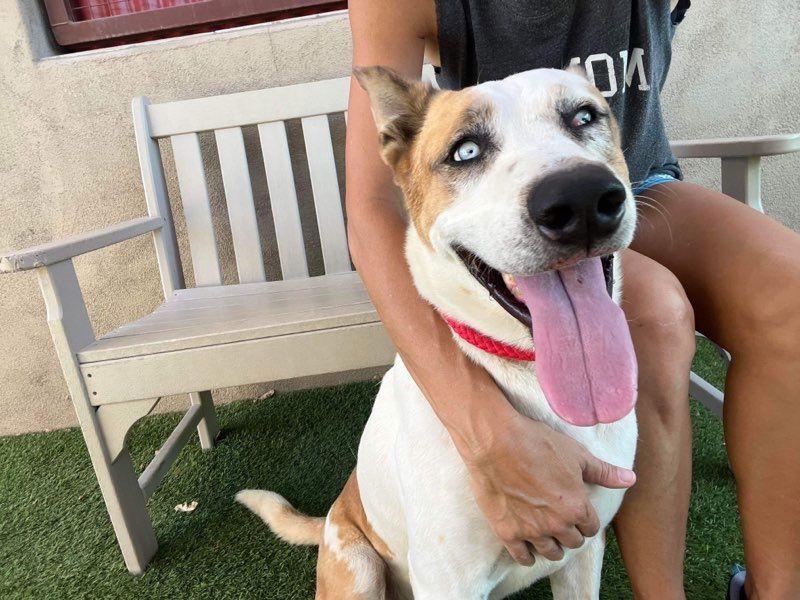Enlarge Trotter, a Adoptable Mixed Breed in Mesa, AZ image 3/3