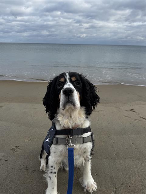 Enlarge JAMES, a Adoptable English Springer Spaniel in Methuen, MA image 1/1
