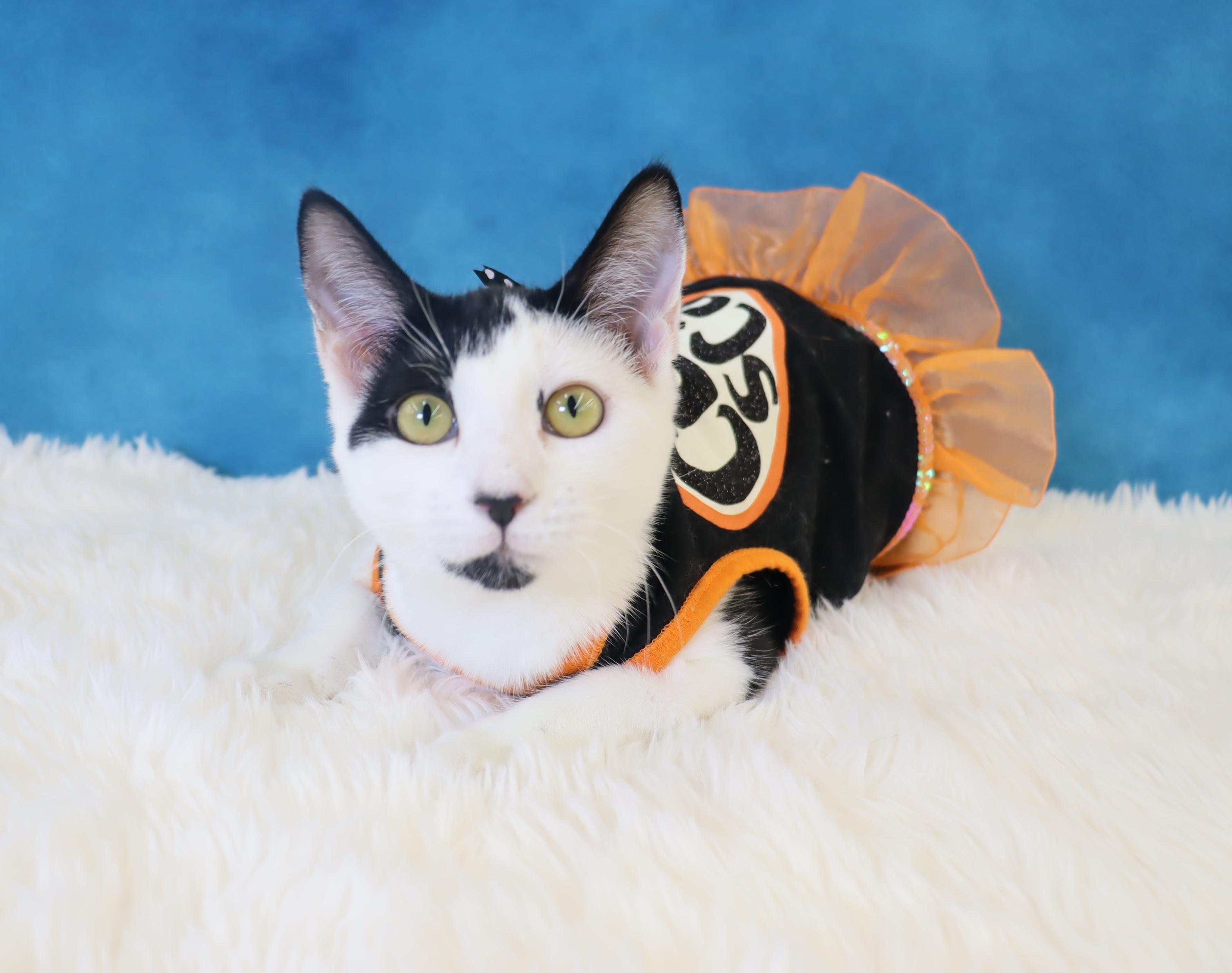 Coraline - Pretty as a Picture! Would Love a Buddy!