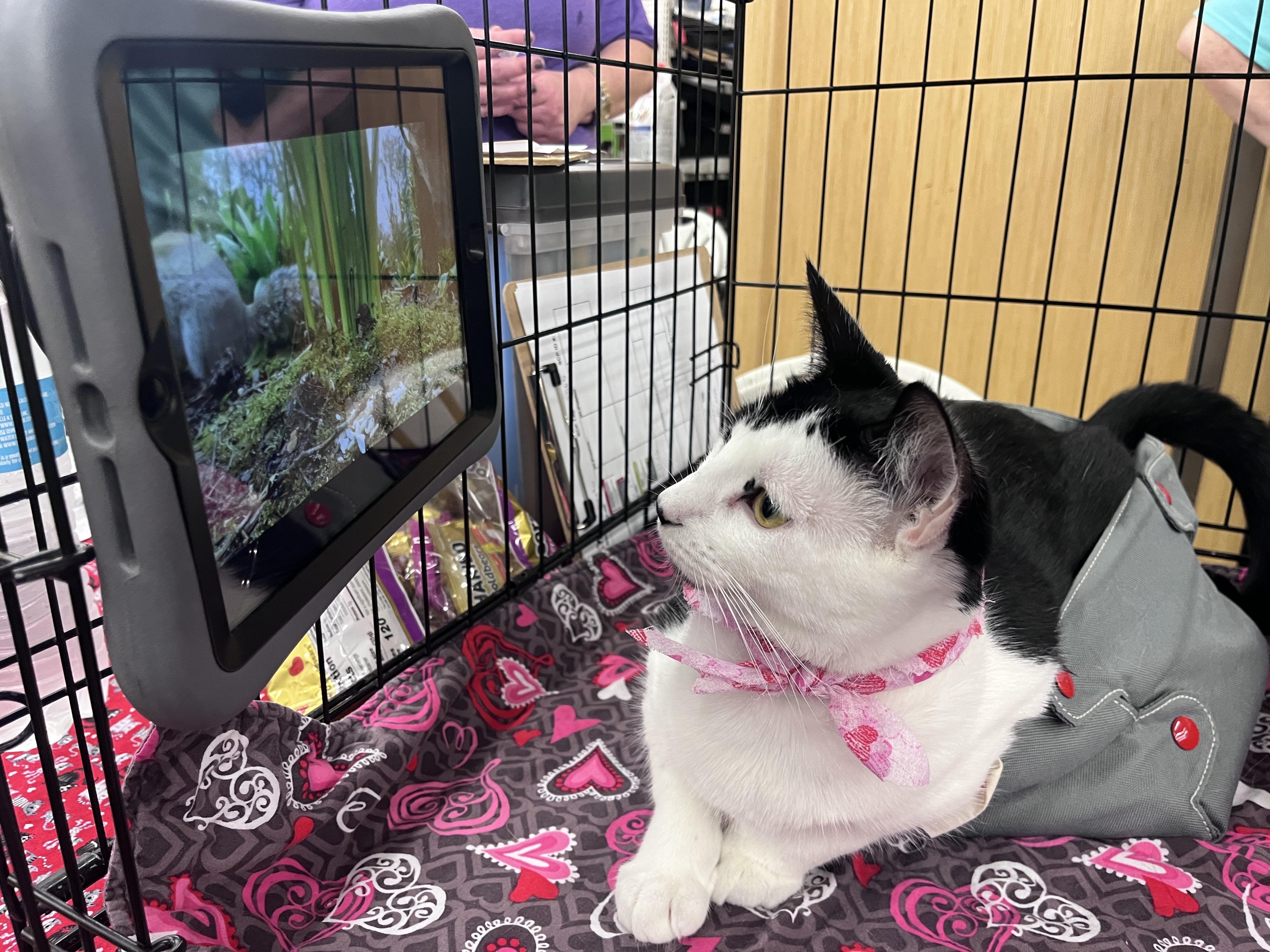 Coraline - Loves Being Dramatic, a Adoptable Domestic Short Hair in League City, TX image 3/6