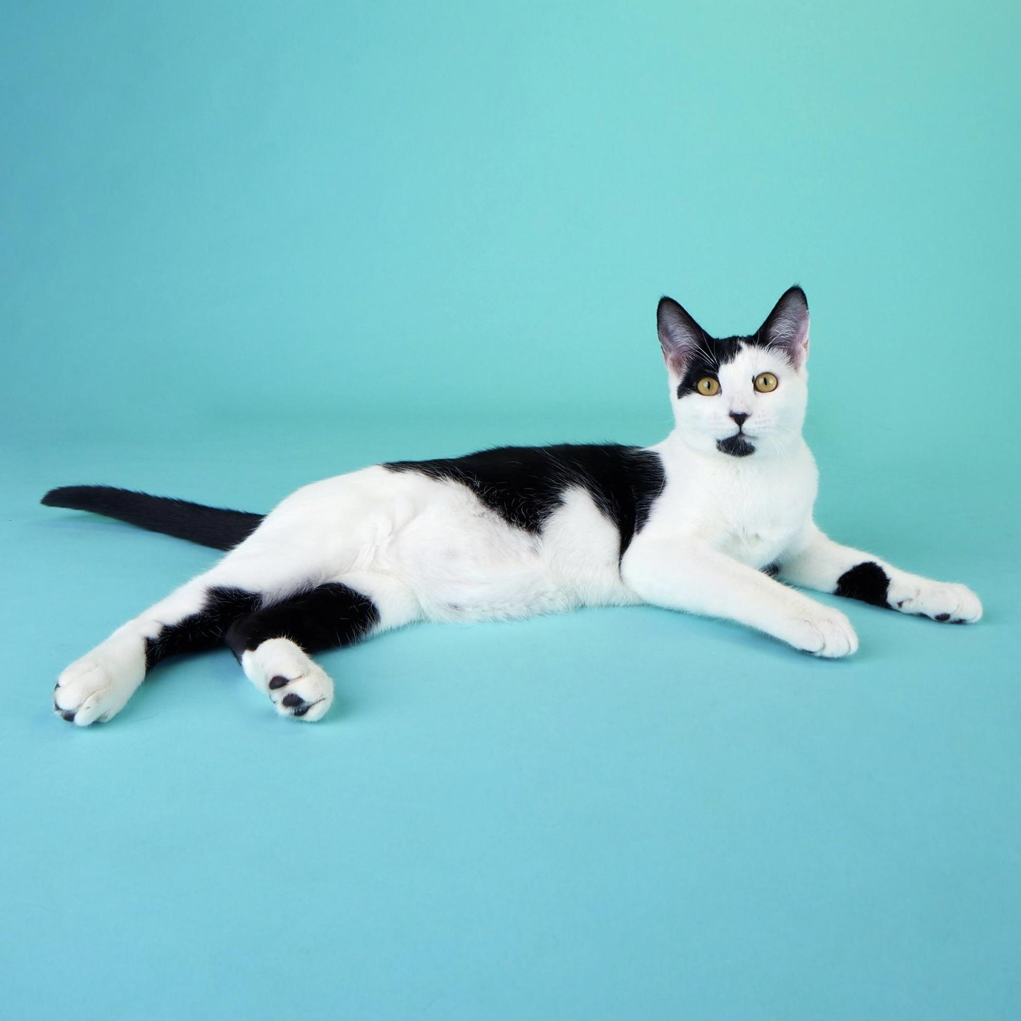 Enlarge Coraline - Pretty as a Picture!, a Adoptable Domestic Short Hair in League City, TX image 2/6